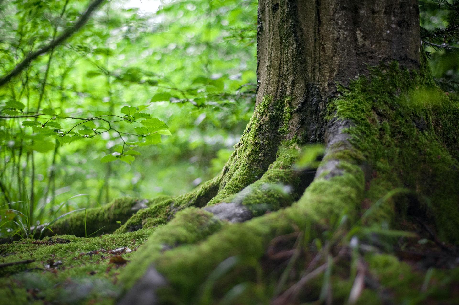 Environment forest grass leaves 142497